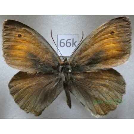 Maniola nurag Ghiliani, 1852 Italy, Sardinia66k